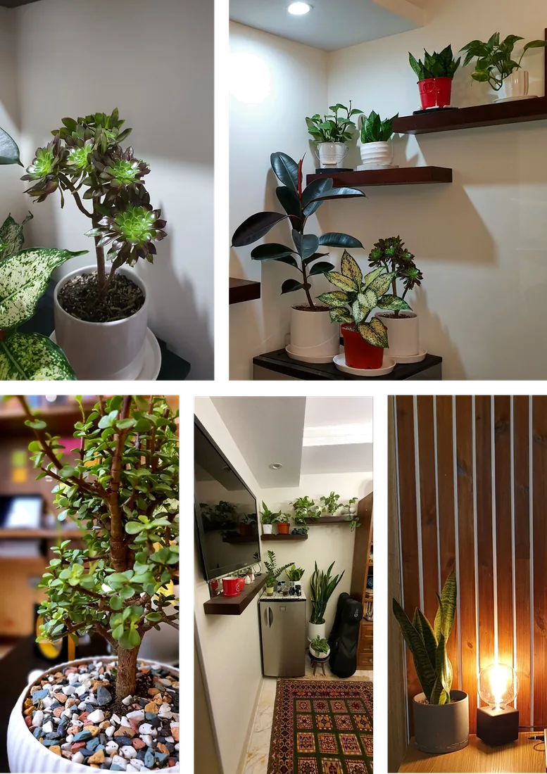 House plants collection at home
